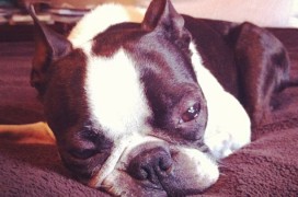 boston terrier love